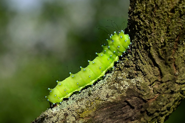 okáň hruškový Saturnia pyri