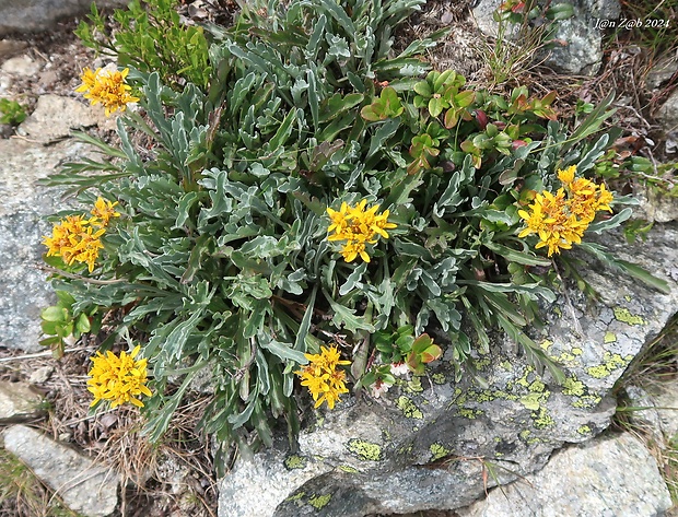 starček sivý kranský Senecio incanus subsp. carniolicus  (Willd.) Braun-Blanq.