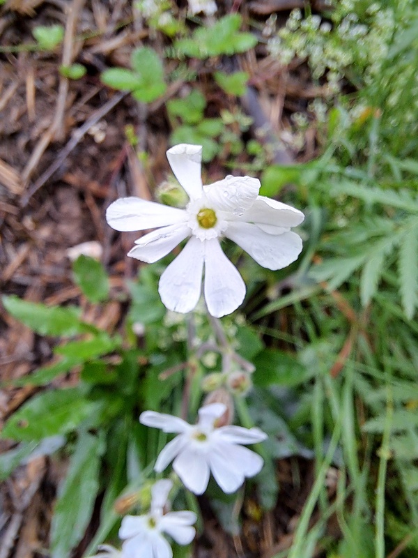 silenka biela pravá Silene latifolia subsp. alba (Mill.) Greuter et Burdet