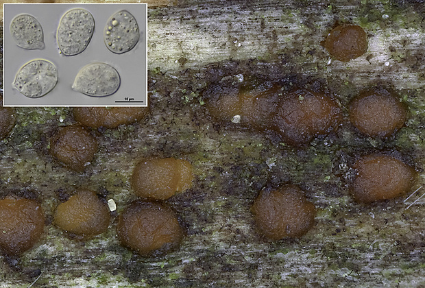 Unilacryma unispora (L.S. Olive) Shirouzu, Tokum. & Oberw.