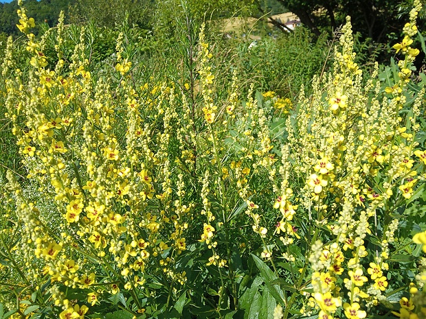 divozel čierny Verbascum nigrum L.