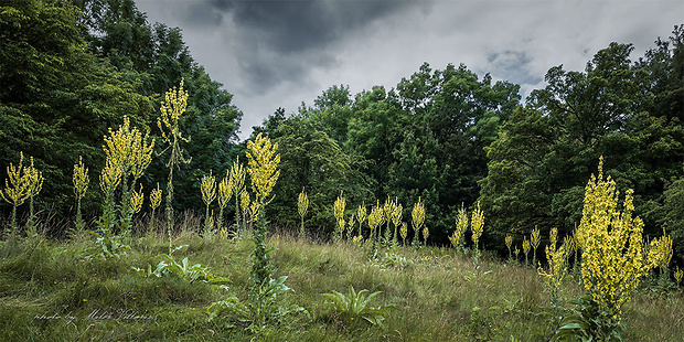 divozel úhľadný Verbascum speciosum Schrad.