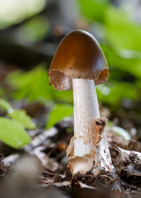 muchotrávka plavohnedá Amanita fulva Fr.