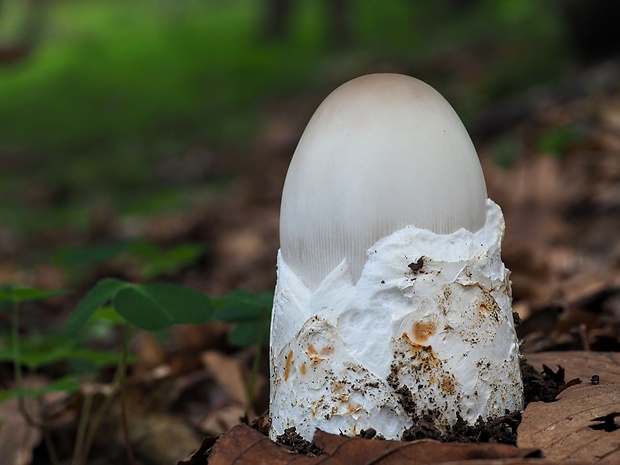 muchotrávka Amanita sp.