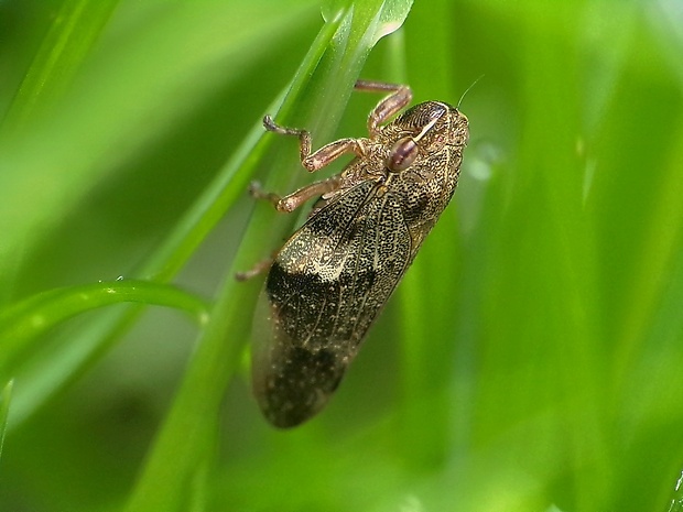 peniarka jelšová Aphrophora alni