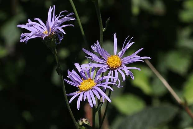 astra spišská Aster amelloides Besser