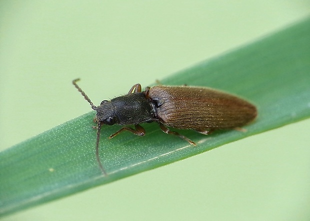 kováčik červenobruchý Athous haemorrhoidalis (Fabricius, 1801)