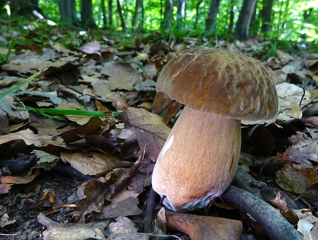 hríb dubový Boletus reticulatus Schaeff.