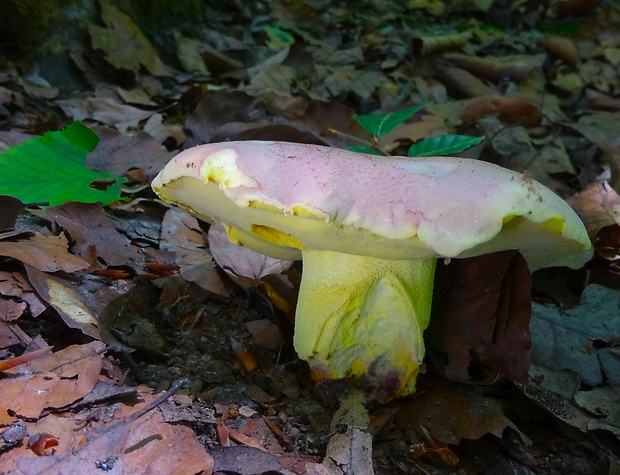 hríb kráľovský Butyriboletus regius (Krombh.) D. Arora & J.L. Frank