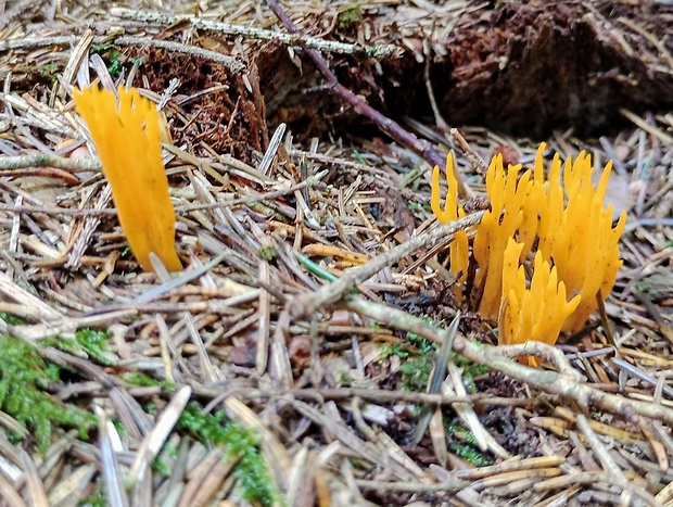 parôžkovec lepkavý Calocera viscosa (Pers.) Fr.