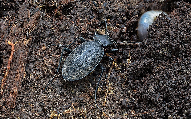 bystruška kožovitá Carabus coriaceus