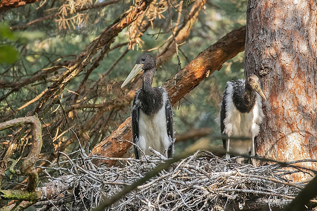 bocian čierny Ciconia nigra