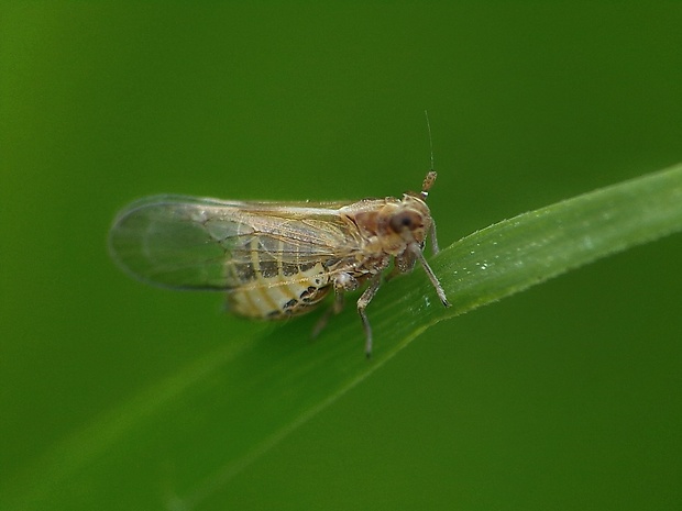 ostrôžka ucholaková  Dicranotropis hamata (Boheman, 1847)