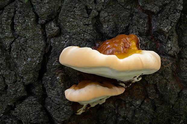 lesklokôrovka živicovitá Ganoderma resinaceum Boud.