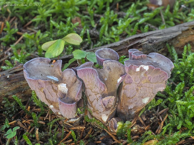 lievikovec kyjakovitý Gomphus clavatus (Pers.) Gray