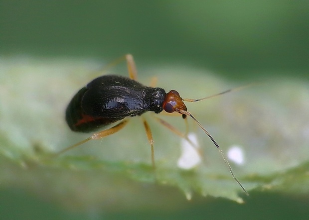 bzdôška Halticus luteicollis (Panzer, 1804)