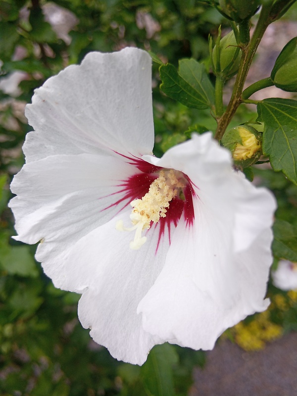 ibištek sýrsky Hibiscus syriacus L.