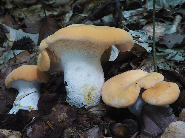 jelenka poprehýbaná Hydnum repandum L.