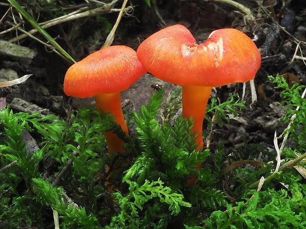 lúčnica žiarivá Hygrocybe fulgens Fuljer, Kautmanová & Boertm.