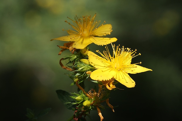 ľubovník bodkovaný Hypericum perforatum L.