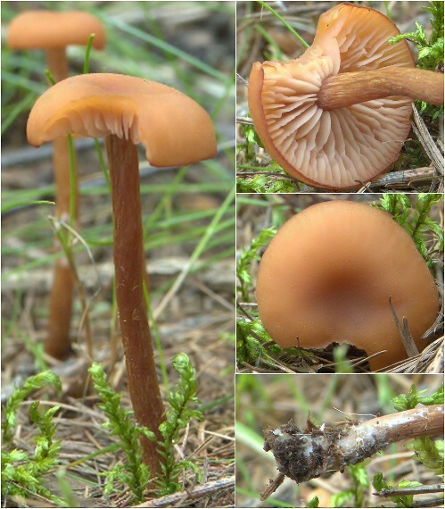 lakovka Laccaria sp.