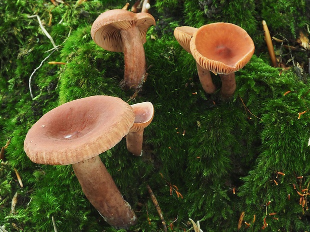 rýdzik gáfrový Lactarius camphoratus (Bull.) Fr.