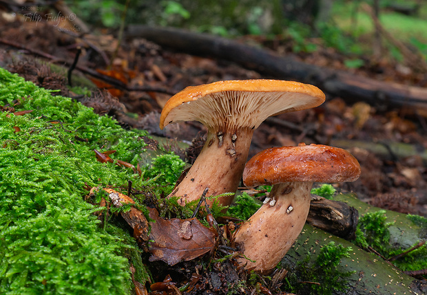 rýdzik obrúčkatý Lactarius rubrocinctus Fr.