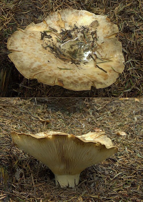 rýdzik Lactarius sp.