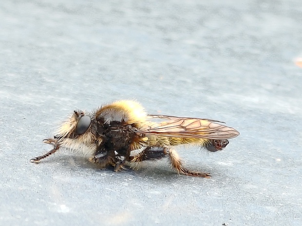 muchárka žltá ♂ Laphria flava  (Linnaeus, 1761)