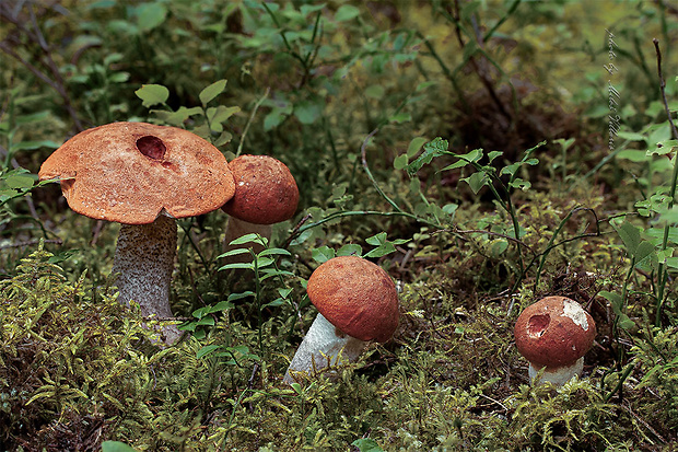 kozák smrekový Leccinum piceinum Pilát & Dermek