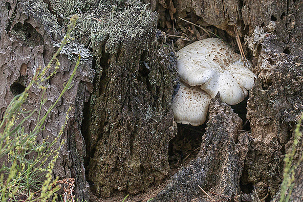 húževnatec tigrovaný Lentinus tigrinus (Bull.) Fr.