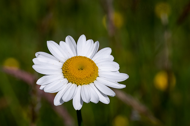 margaréta biela Leucanthemum vulgare Lam.