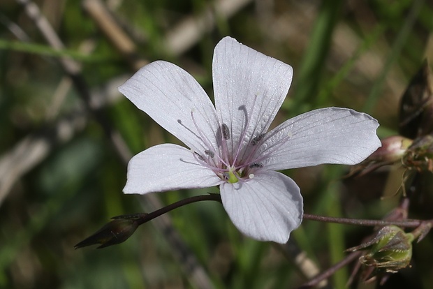 ľan tenkolistý Linum tenuifolium L.