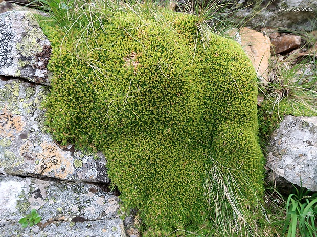 kurička rozchodníkovitá Minuartia sedoides (L.) Hiern.