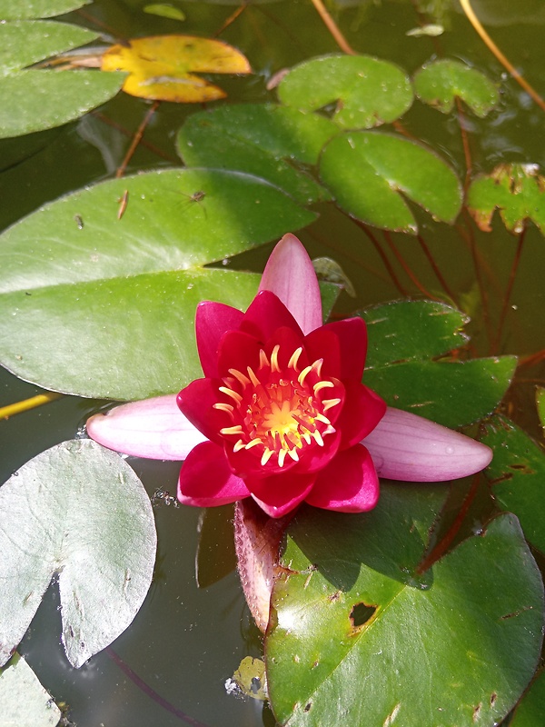 lekno Nymphaea attraction