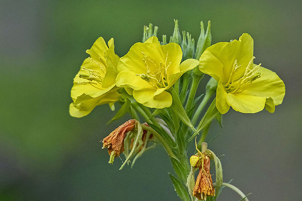 pupalka dvojročná Oenothera biennis L.