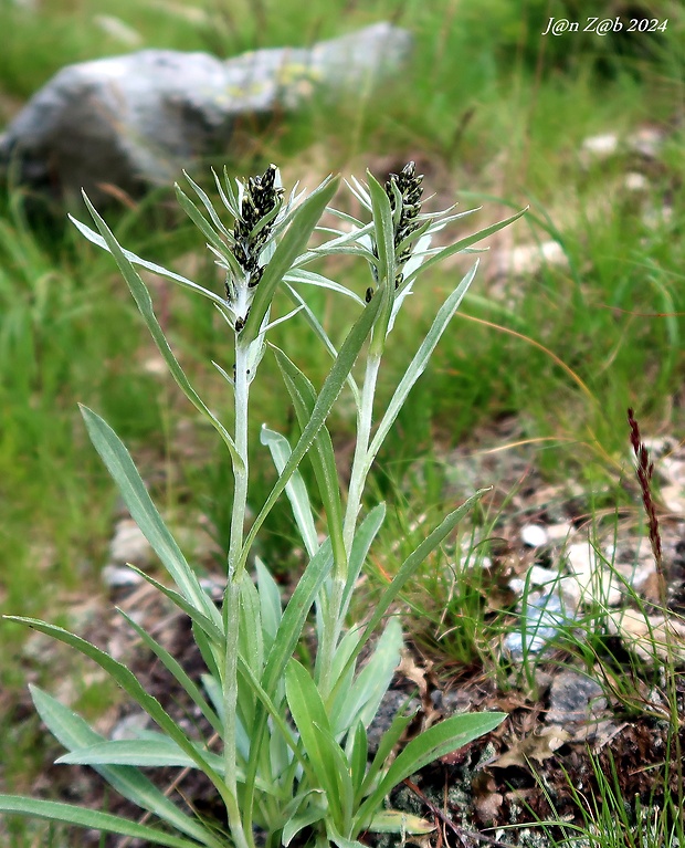 plesnivček nórsky Omalotheca norvegica