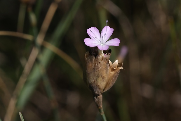 tunika prerastená Petrorhagia prolifera (L.) P. W. Ball et Heywood