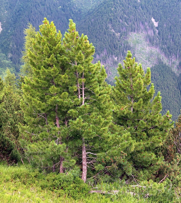 borovica limbová Pinus cembra L.