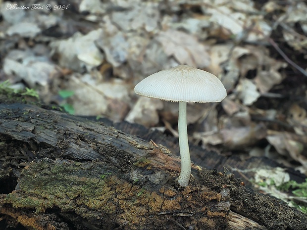 štítovka Pluteus sp.