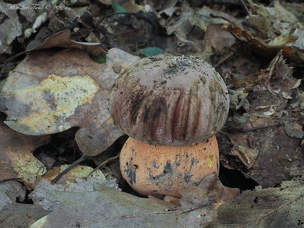 hríb Le Galovej Rubroboletus legaliae (Pilát & Dermek) Della Maggiora & Trassin.