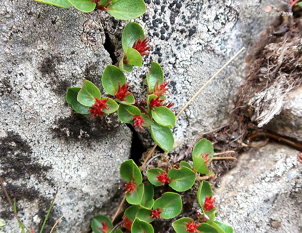 vŕba bylinná Salix herbacea L.