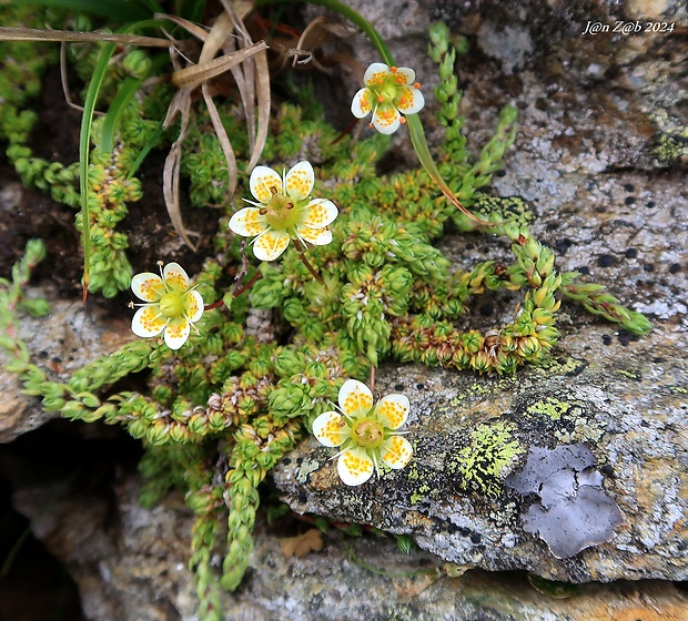 lomikameň machovitý Saxifraga bryoides L.