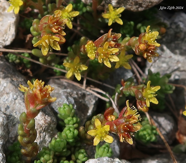 rozchodník alpínsky Sedum alpestre Vill.