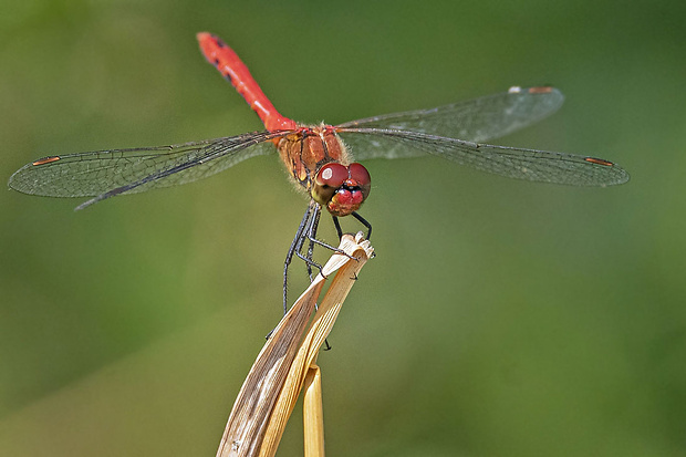 vážka Sympetrum depressiusculum  (Sélys, 1841)