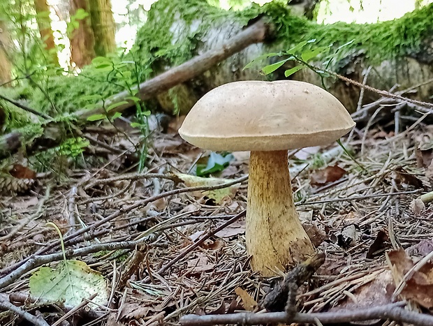 podhríb žlčový mierny Tylopilus felleus var. alutarius (Fr.) P. Karst.