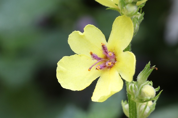 divozel čierny Verbascum nigrum L.