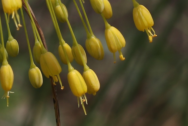 cesnak žltý Allium flavum L.