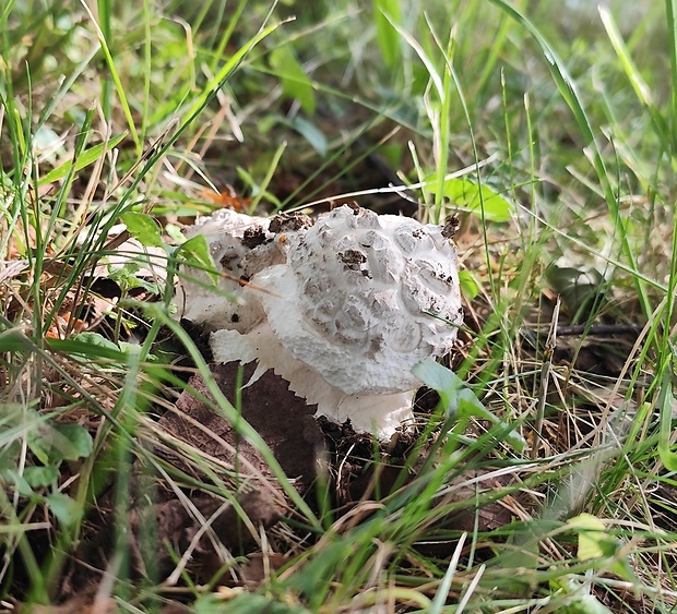 muchotrávka šiškovitá Amanita strobiliformis Gonn. & Rabenh.