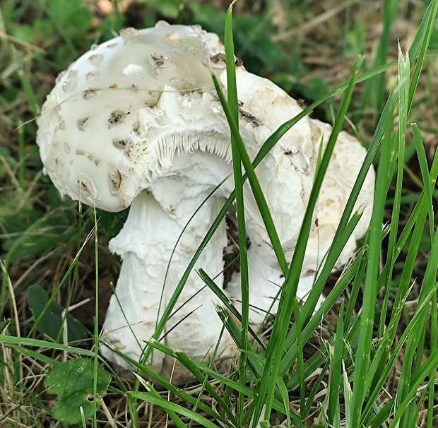 muchotrávka šiškovitá Amanita strobiliformis Gonn. & Rabenh.